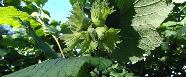 Hazelnuts South