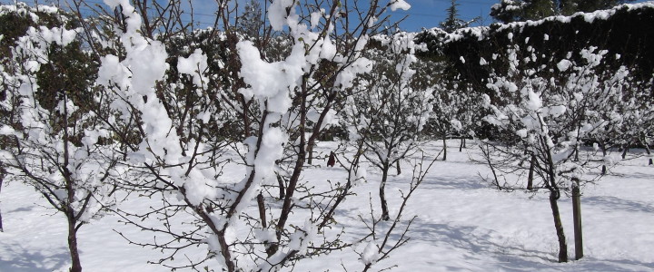 Hazelnuts South