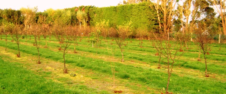 Hazelnuts South