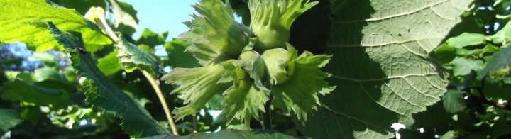 Hazelnuts South