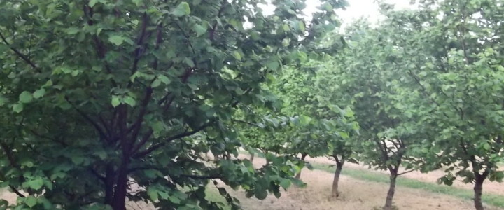 Hazelnuts South